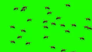 Wasp Bee Swarm Flying - Green Screen Animation