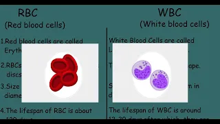 RBC  vs  WBC |Quick Differences and Comparison|