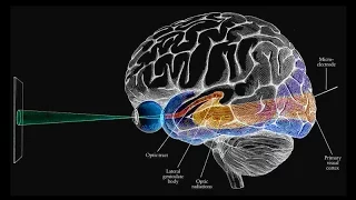 How Color Tricks The Eye And Brain