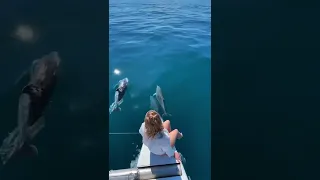 Дельфины в Сочи 2022
