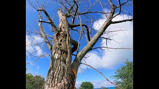 Rotten top- Big dead Ash tree removal