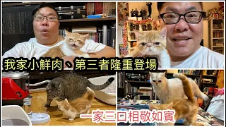 ⧬ 我的同居小鮮肉新「男伴」首度曝光！～【冲哥🐾療癒系貓影片~睡不著必睇！】～✹ HK Travel Influencer Roger Wu香港旅遊達人胡慧冲