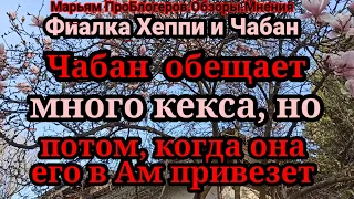 Фиалка Хеппи.Чабану откроют свой канал,доча квартиру продала и?и начего не купила.Как странно,зачем?