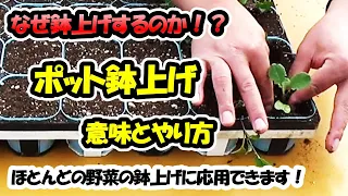 【苗のプロが教える！】ポット鉢上げの意味とやり方～ほとんどの野菜の鉢上げに応用できます！