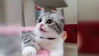 Смешные кошки 2021 funny pets cats испуги котов