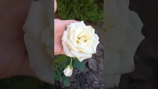 White rose of the "Polo" variety. Белая роза сорта "Polo "