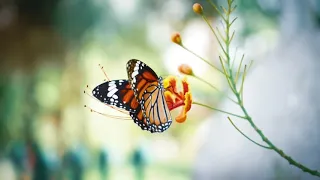 Sing was vom Schmetterling | A capalla Waldorf Inspiration | Wolfgang und Margarete Jehn | Frühling