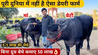 50 मुर्रा भैंस से करोड़ो की कमाई | murrah buffalo dairy farm ka detailed business model