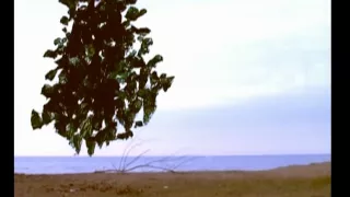My Tree (award winning short film) by Sara Siadatnejad