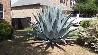 How to care for an agave plant and help it grow huge!