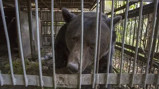 В Украине освободили медведя, который 16 лет использовался для притравки