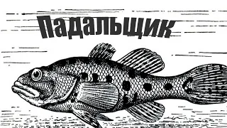 Речные рыбы, которые рыбаки почему то не едят из-за суеверий..
