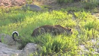 Leopard Mala Mala PART 2