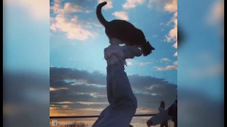 Meet Didga the parkour cat! Happy International Cat Day