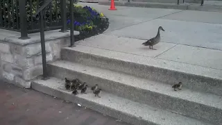 Ducklings vs. Stairs 🦆😲🥺🤩😍