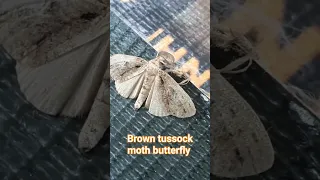 Brown tussock moth #butterfly #nature #shortvideo #moth #shorts