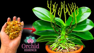 This magical water instantly revives any rotting orchid | Orchid Essence