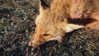 ОХОТА НА ЛИС И ДЕРЕВЕНСКИХ ЗАЙЦЕВ. 9-й русачек в сезоне 2019 -2018