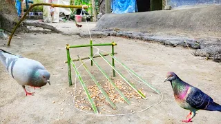 Bird Trap Using Bamboo Very Easy ..