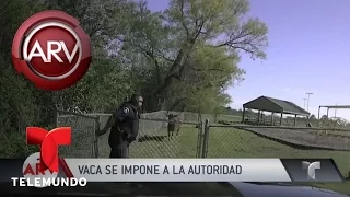 Vaca ataca a las autoridades en Texas | Al Rojo Vivo | Telemundo