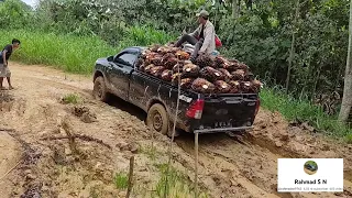 perjuangan petani sawit langsir sawit pake hilux 4x4 meski Harus amblis berkali kali tetap semangat