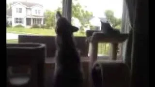 Siberian Husky Nakita Phanco howling to local emergency sirens