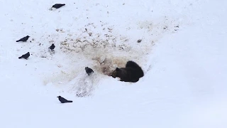 春の動物たちエゾモモンガとシカの死骸を食べるヒグマ