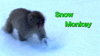 [SNOW MONKEYS]152 (life of snowfall) jigokudani monkey park korakukan スノーモンキー　ニホンザル　地獄谷後楽館　地獄谷野猿公苑