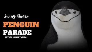 Penguin Playtime: Fun Adventures with Feathered Friends