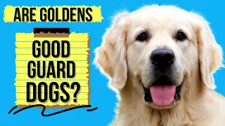 Are Golden Retrievers Good Guard Dogs? (Or Too Friendly)