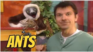 zoboomafoo with THE kratts brothers  - ants and eaters - Full episode - english - kratts series
