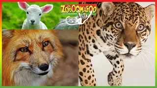 🐵 Zoboomafoo | HD Compilation | 1+ Hours | Animal Shows for Kids 🐵