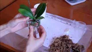 Как правильно ухаживать за орхидеей мини фаленопсис. Пересадка мини.