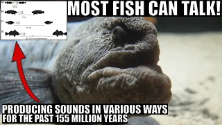 Most Fish Communicated Using Complex Sounds For 155 Million Years