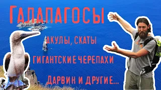 ГАЛАПАГОССКИЕ ОСТРОВА - гигантские черепахи, морские игуаны, дайвинг с акулами-молотами.