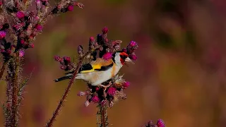 European goldfinch call song sound eats Stillits Chardonneret élégant Stieglitz Szczygieł p1000  lon