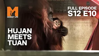 S12E10 | Hujan Meets The Largest Orang-Utan Tyan | Monkey Life | Beyond Wildlife