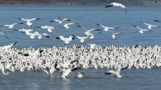 Snow Geese and Ross's Geese