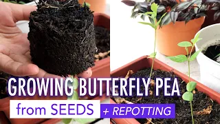 Growing Butterfly Pea from Seeds + Repotting | Growing Blue Pea | Menanam Bunga Telang
