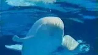 Marineland Commerical - Beluga Whales 1