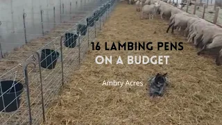 #lamb #farming #sheep How to Build Lambing Pens. Built for Setting Up and Taking Down.