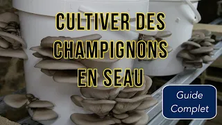 Cultiver des CHAMPIGNONS en SEAU [Guide Complet]