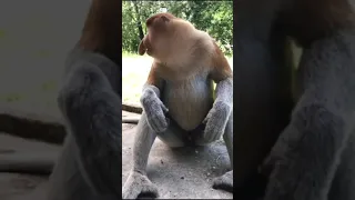 #shorts😳😳 long nose monkey 😳 must watch this funny seen😍