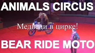 Медведи в цирке! Медведь на велосипеде, мотоцикле и машине!