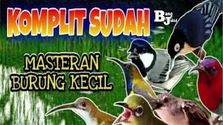 Masteran Semua Burung Kecil Paling Ampuh #MASTERAN