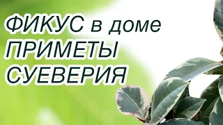 Фикус в доме. Приметы, суеверия. Фикус каучуконосный, виды фикуса. Тайны фикуса. Фикус по фен-шуй.