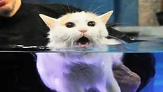 Cats Hate Water! - Funny Cats in Water Compilation 2020 #1