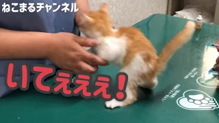 【子猫】生まれて初めての病院で涙🥺 ー 保護猫ちびにゃん日記 ー2話