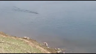 Crocodile Attacks and Eats Dog! Even  Officers also there (Viewer discretion advised)