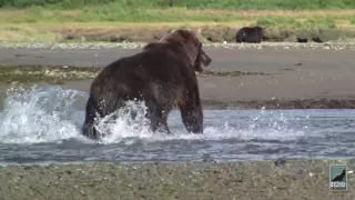 Grizzlies and Wolves, Alaska Bear Viewing Expeditions